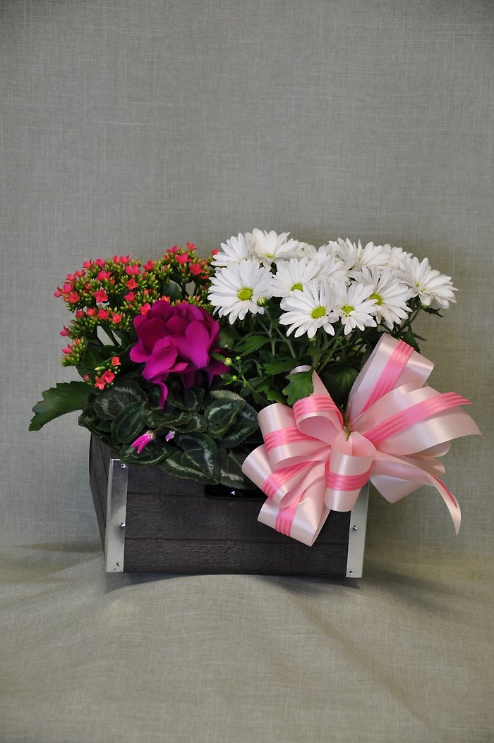 DG1012 Blooming Plant Dish Garden