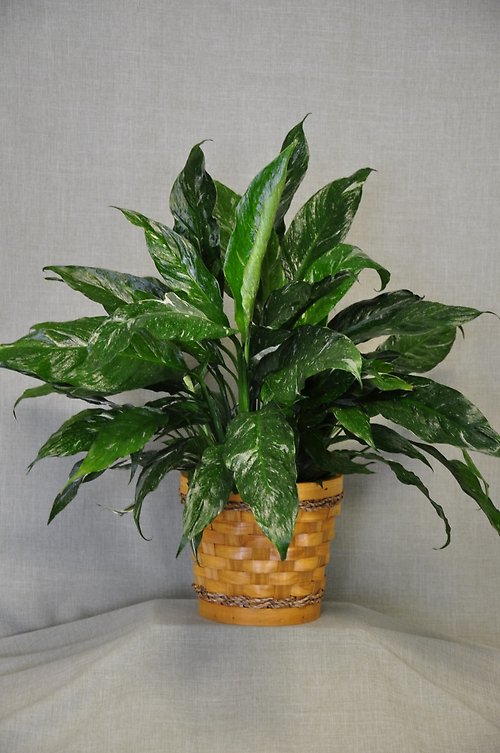PL1014 Plant Expert\'s Choice