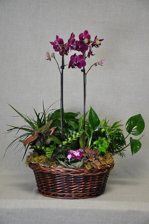 DG1009 Phalaenopsis Orchid Dish Garden