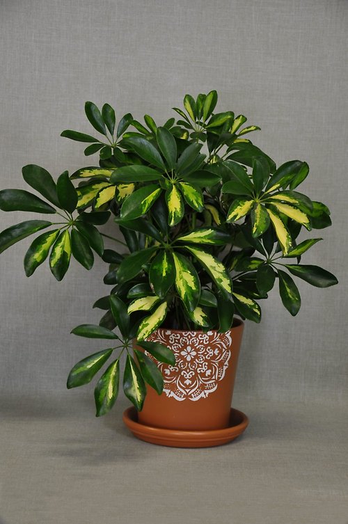 PL1013 Schefflera/Artisan Planter