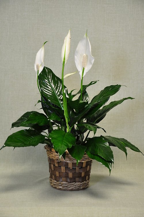 Tropical Plants