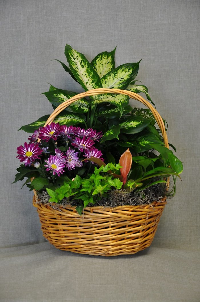 DG1007 12 Inch Dish Garden