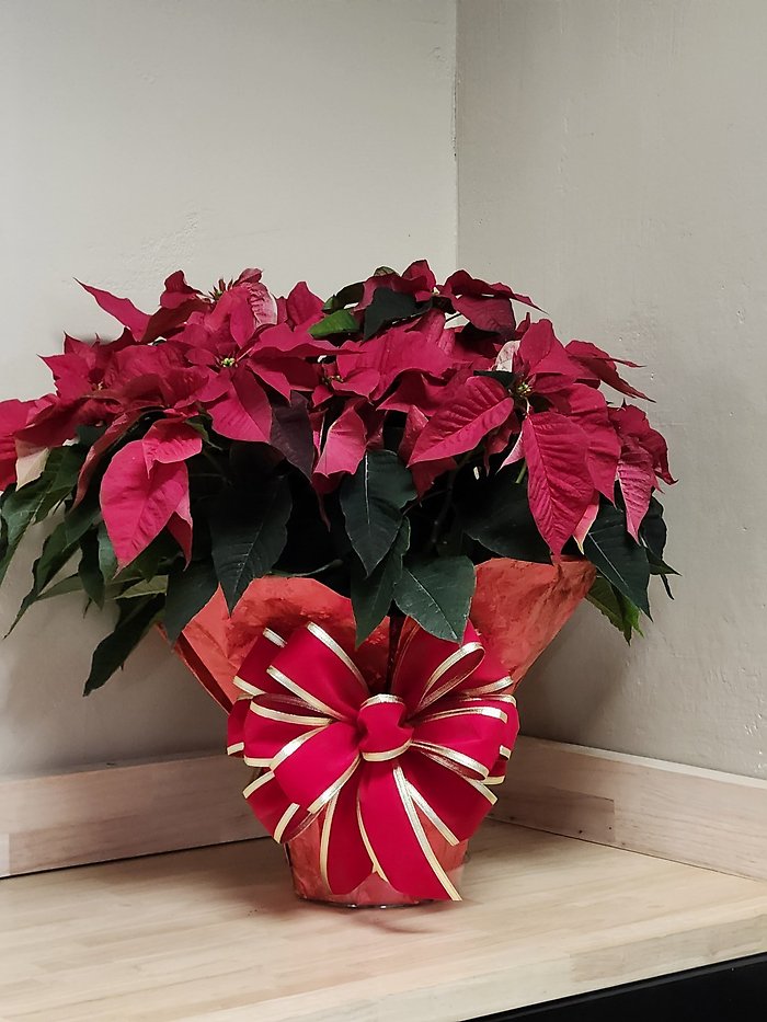 CH1002 Classic Red Poinsettia