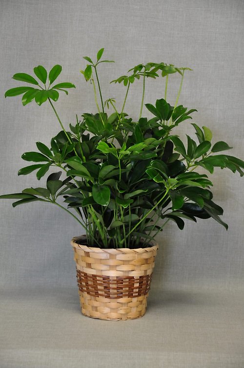 PL1002 Schefflera