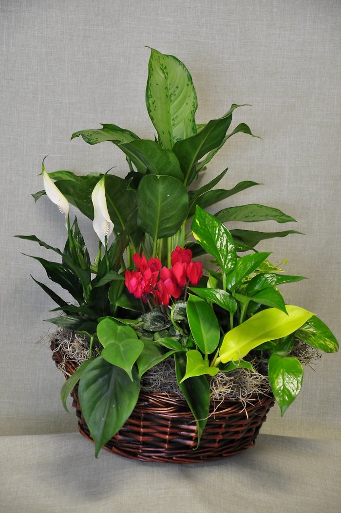 DG1008 12 Inch Dish Garden