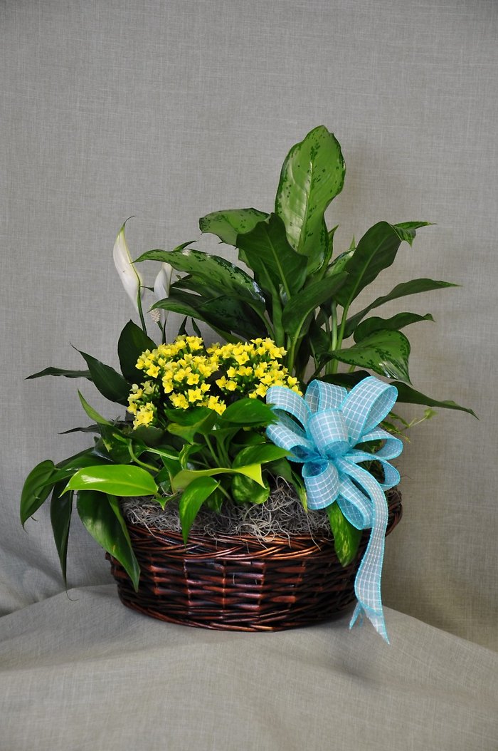DG1006 12 Inch Dish Garden
