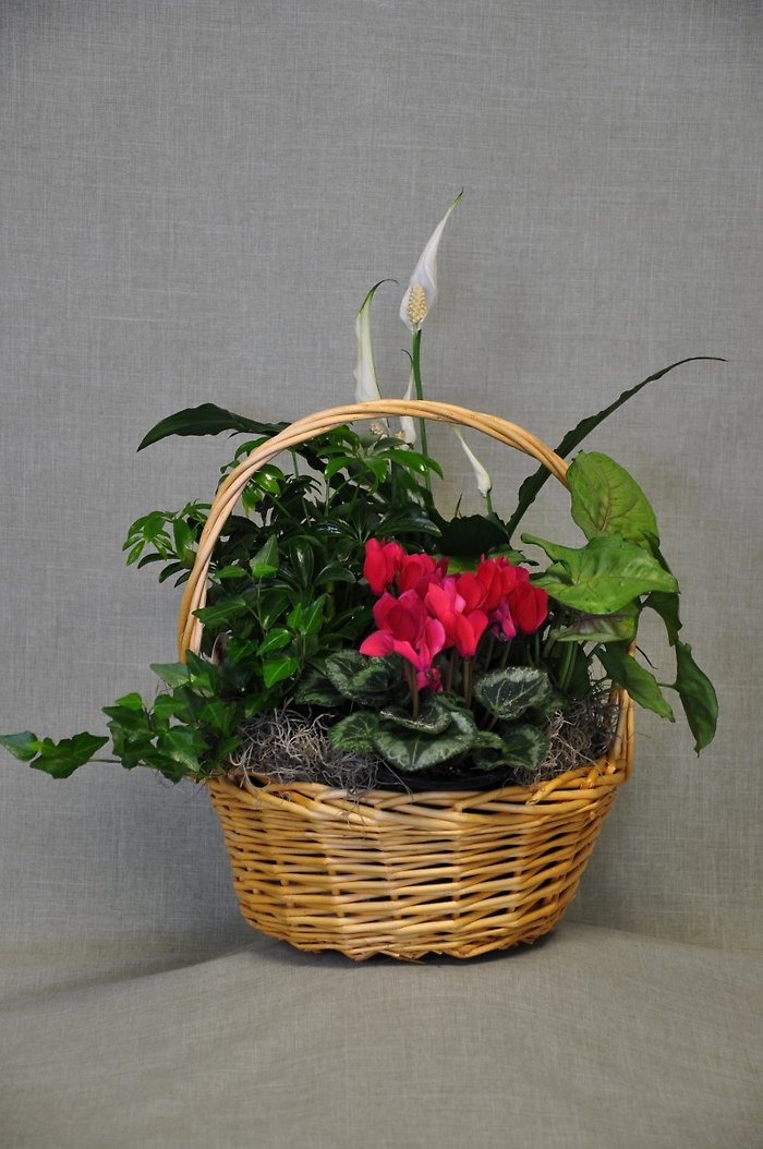 DG1003 - 10 Inch Dish Garden