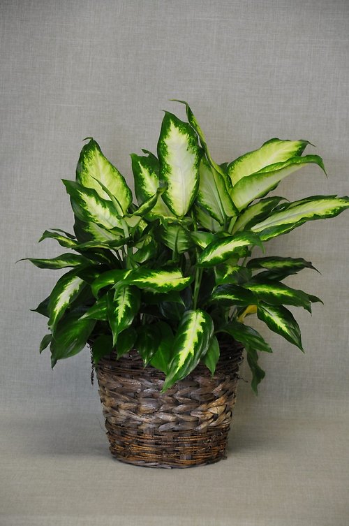 PL1003 Dieffenbachia