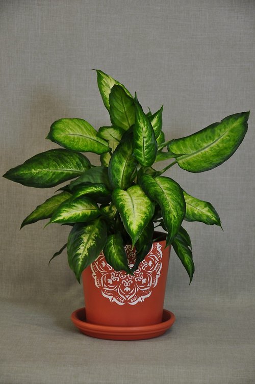 PL1010 Dieffenbachia/Artisan Planter