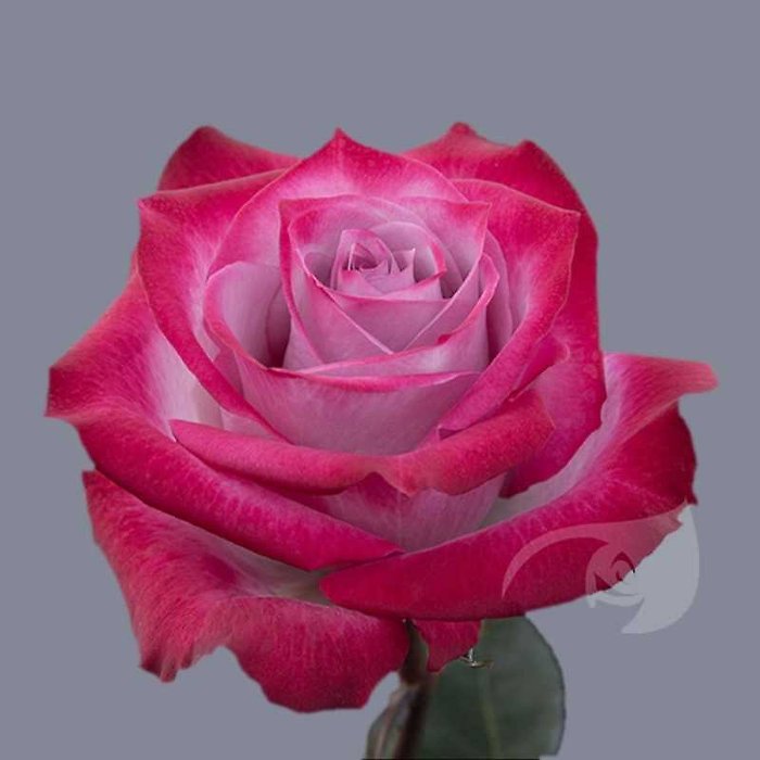 Dozen Color Roses with Balloons