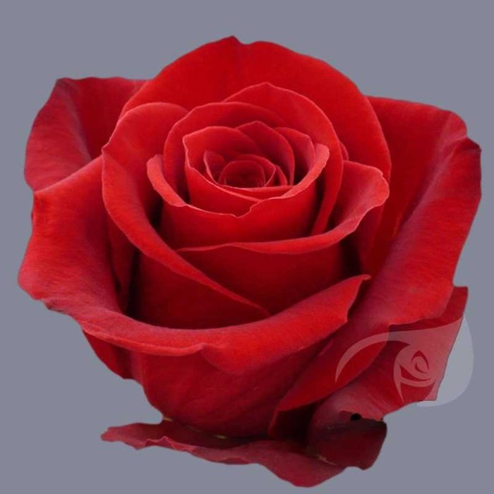 Dozen Red Roses with Balloons