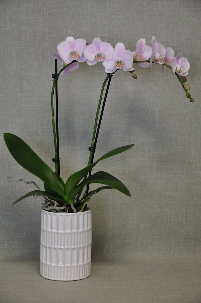 DG1011 Phalaenopsis Orchid