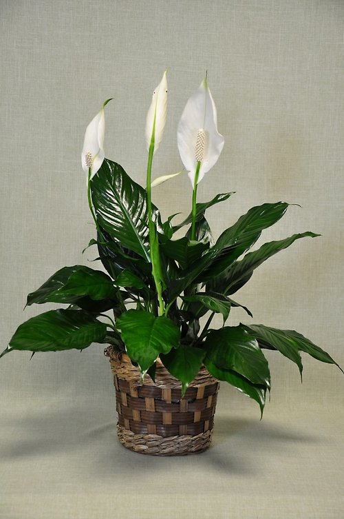 PL1001 Peace Lily